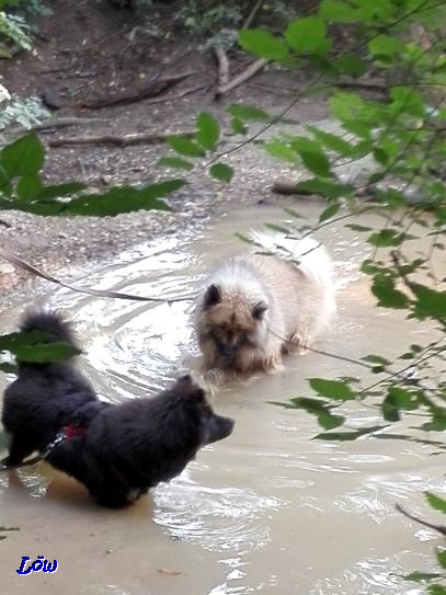 29.07.2018 - Waldbad